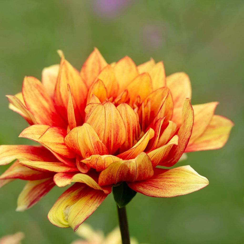 Dahlia Dazzling Sun