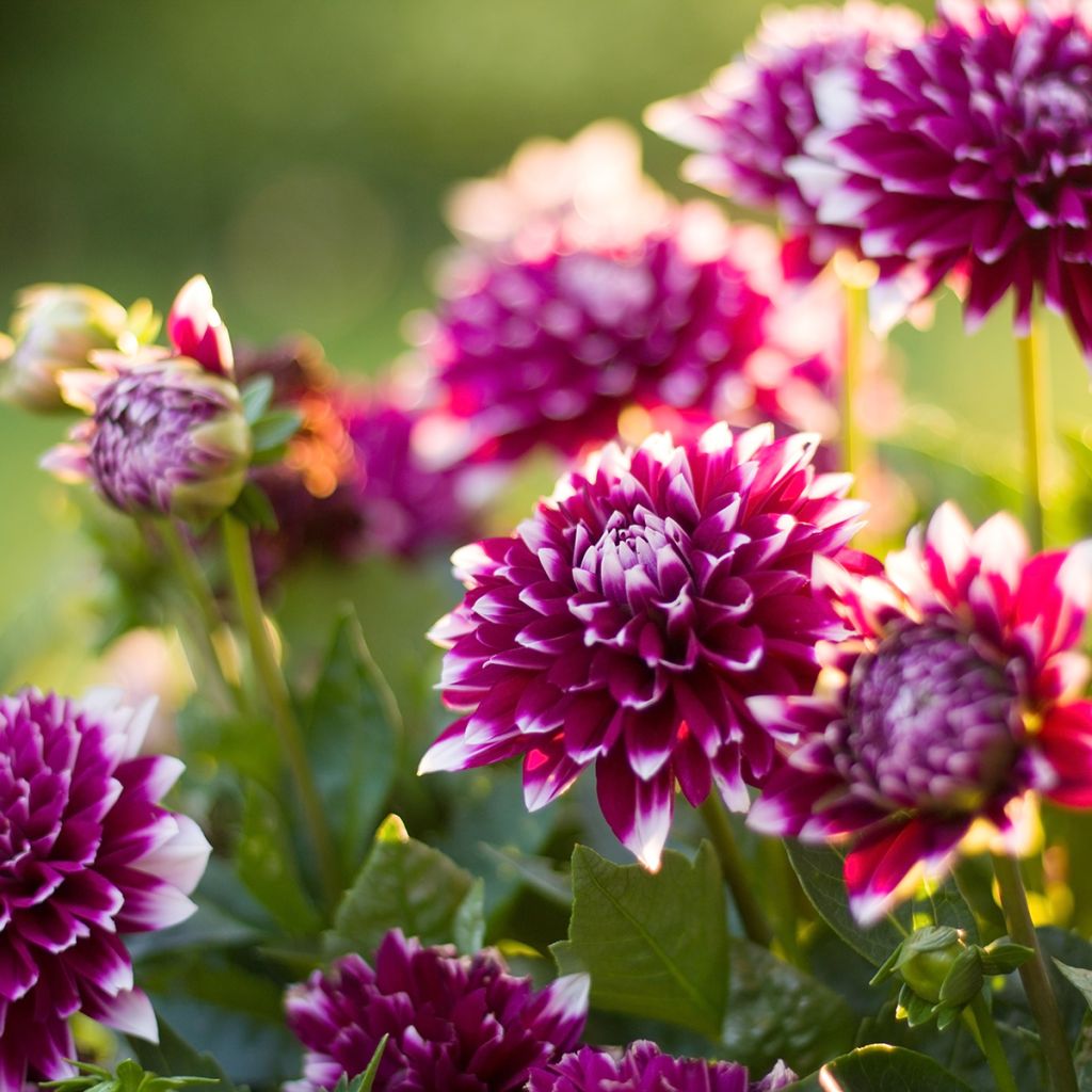 Dahlia Mystery Day