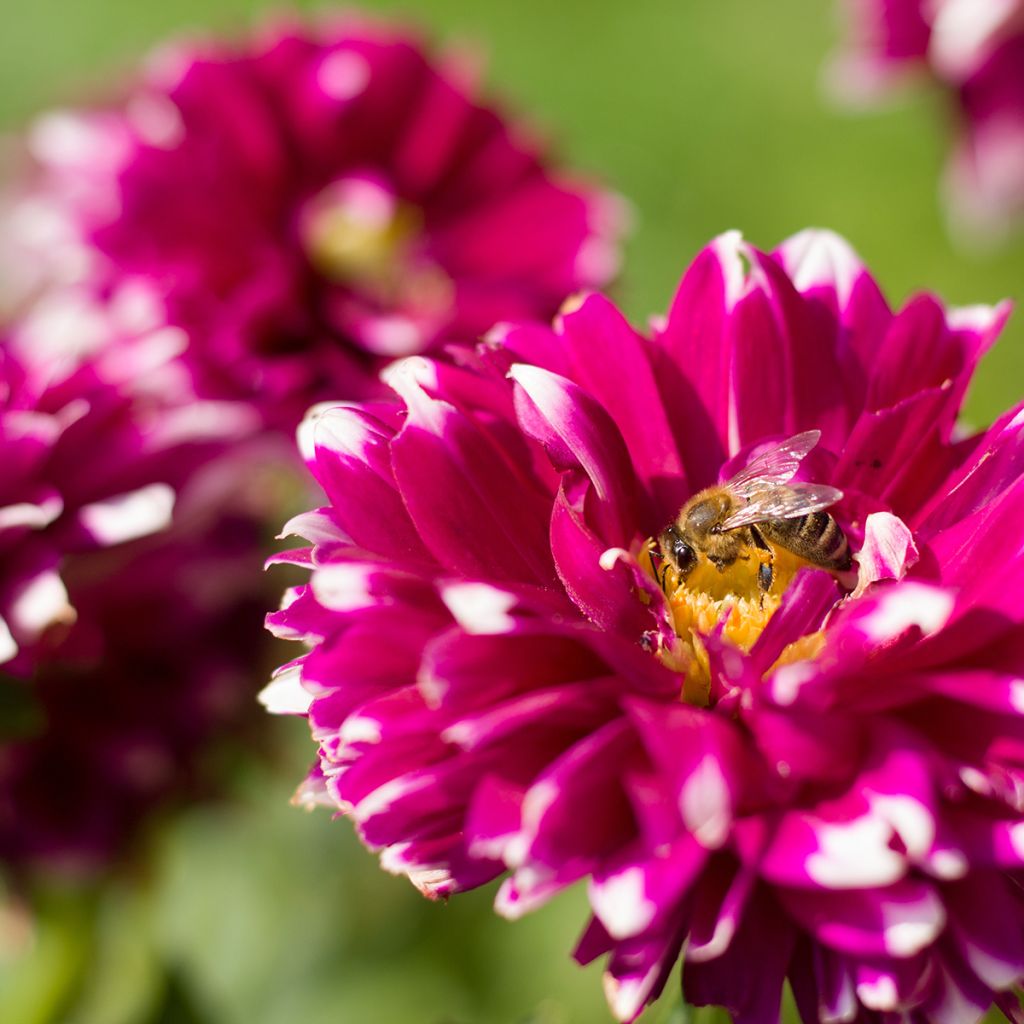 Dahlia Mystery Day