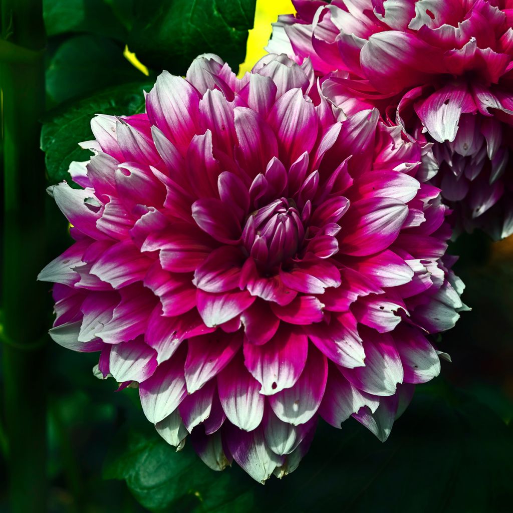 Dahlia Mystery Day