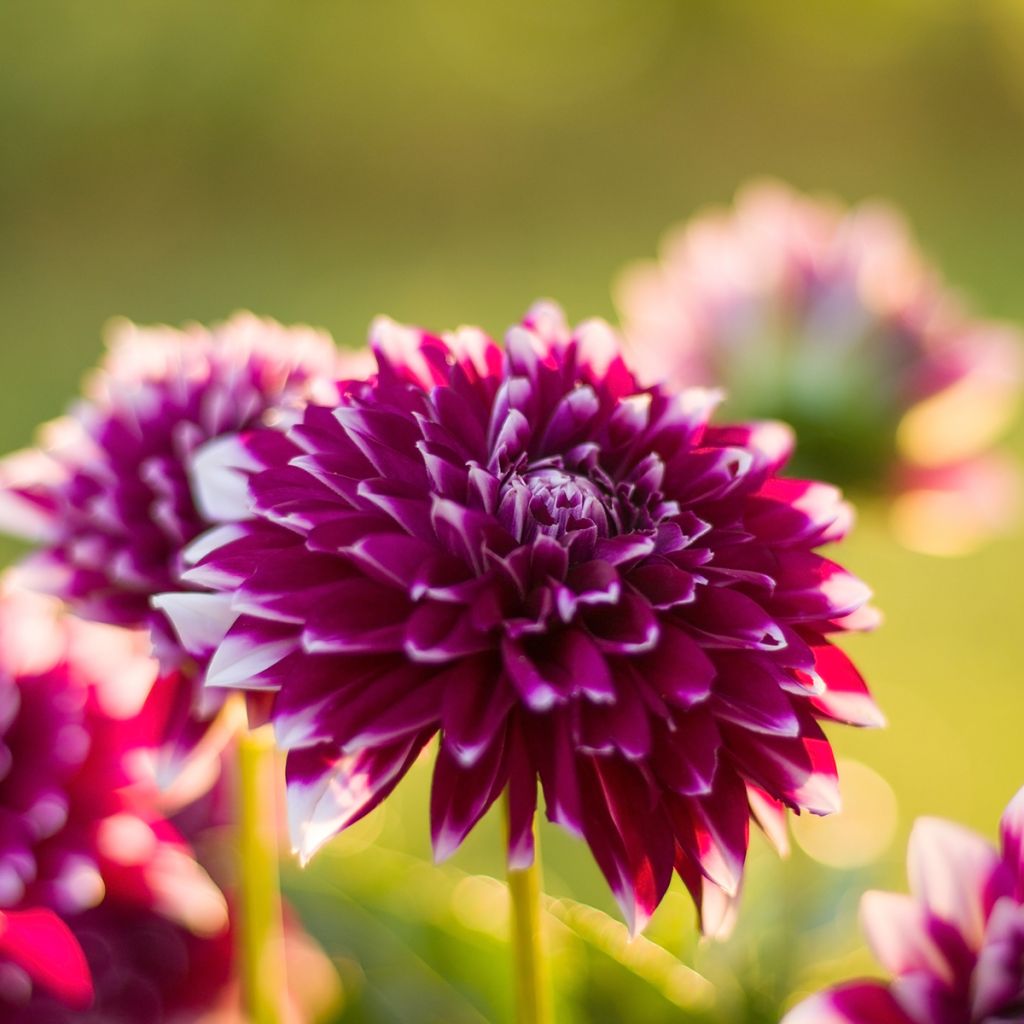 Dahlia Mystery Day