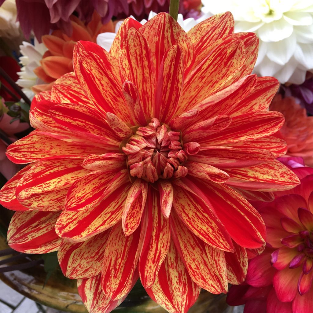 Dahlia Neo