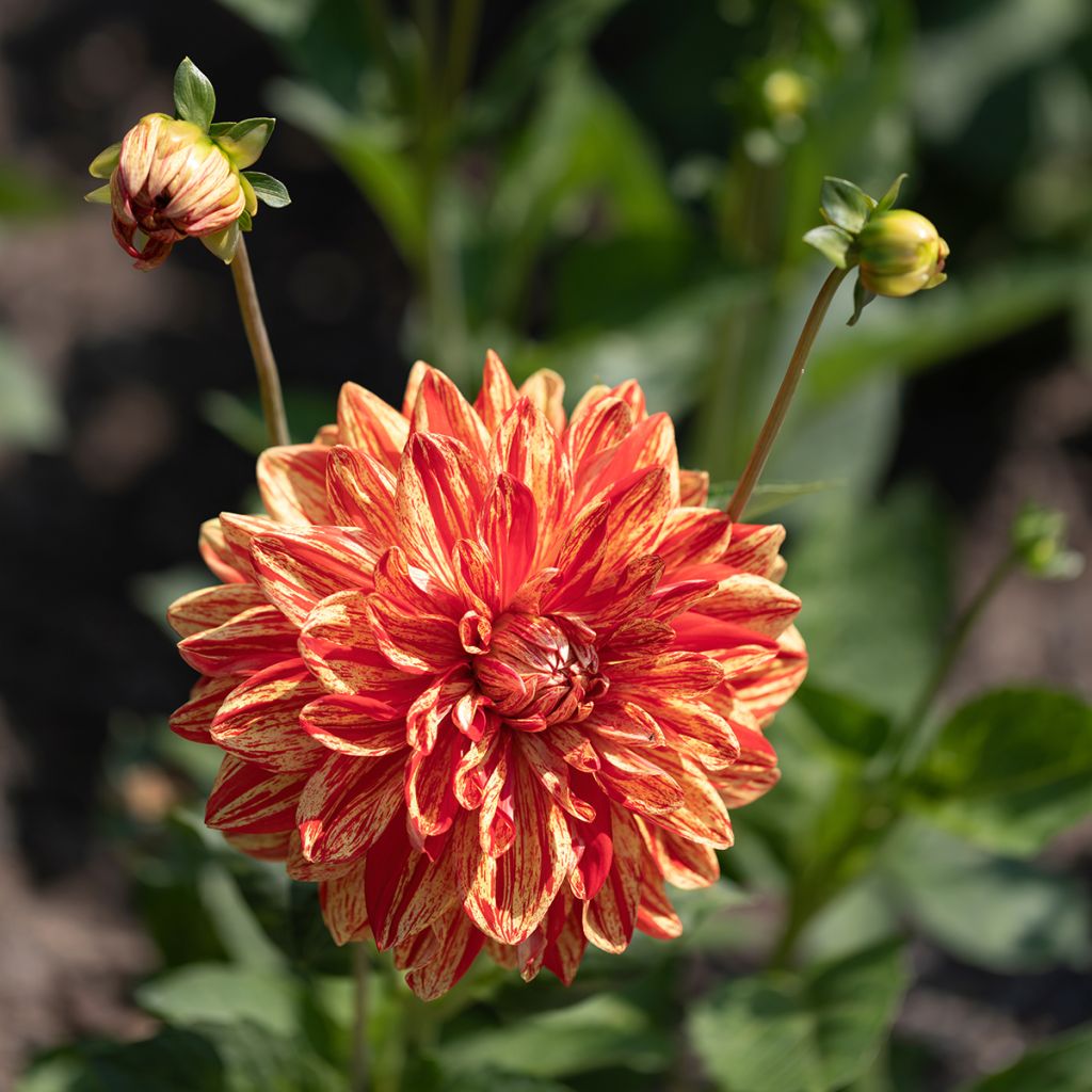 Dahlia Neo