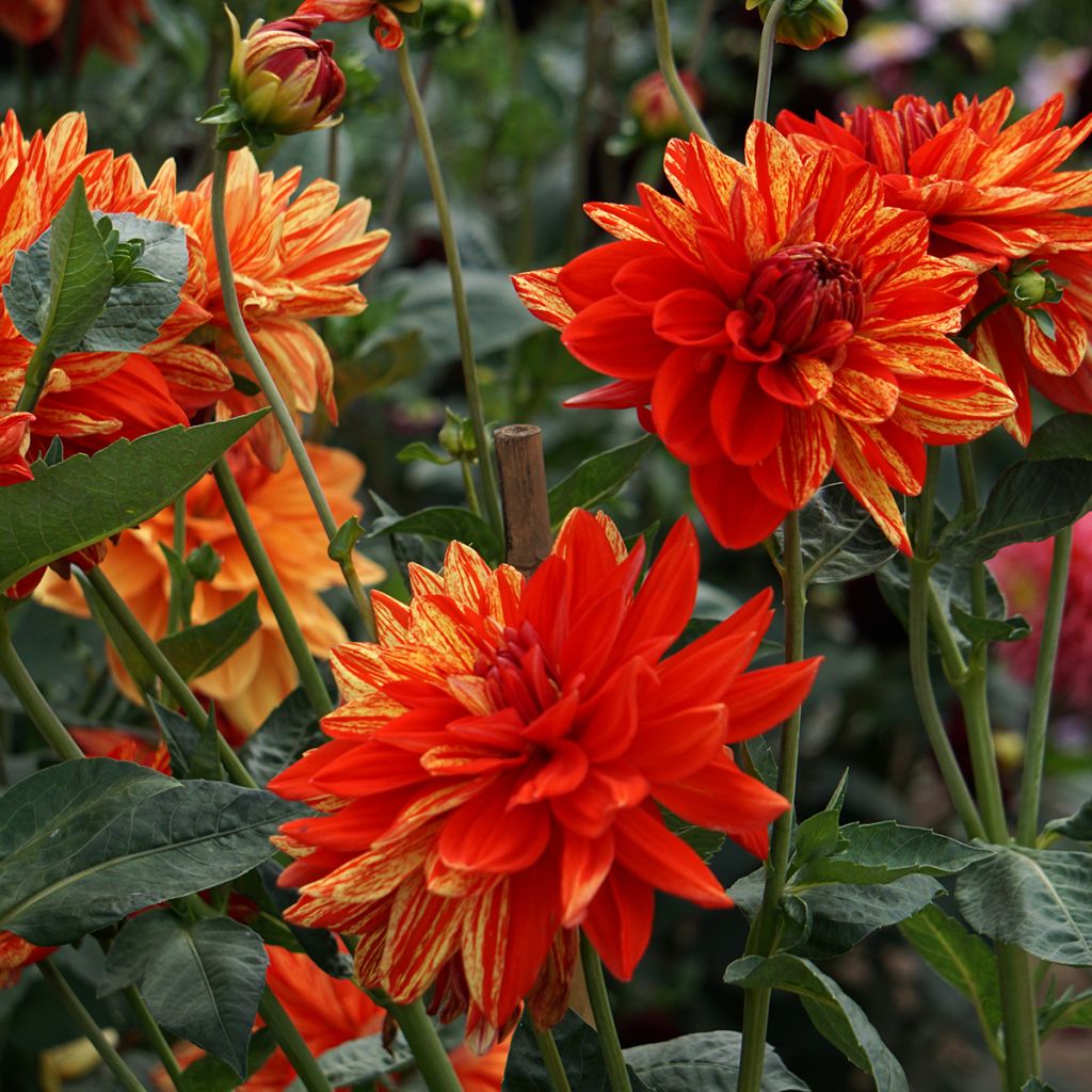 Dahlia Neo