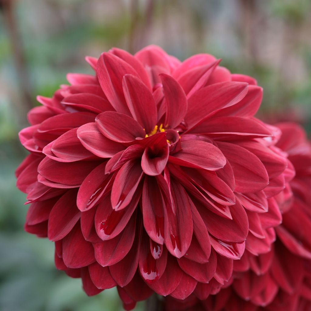 Dahlia Obama
