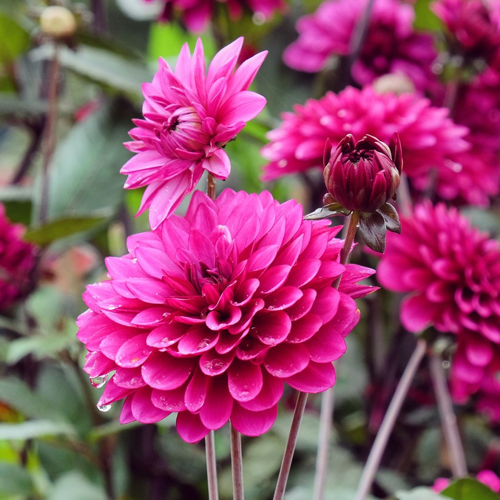 Dahlia Purple Flame