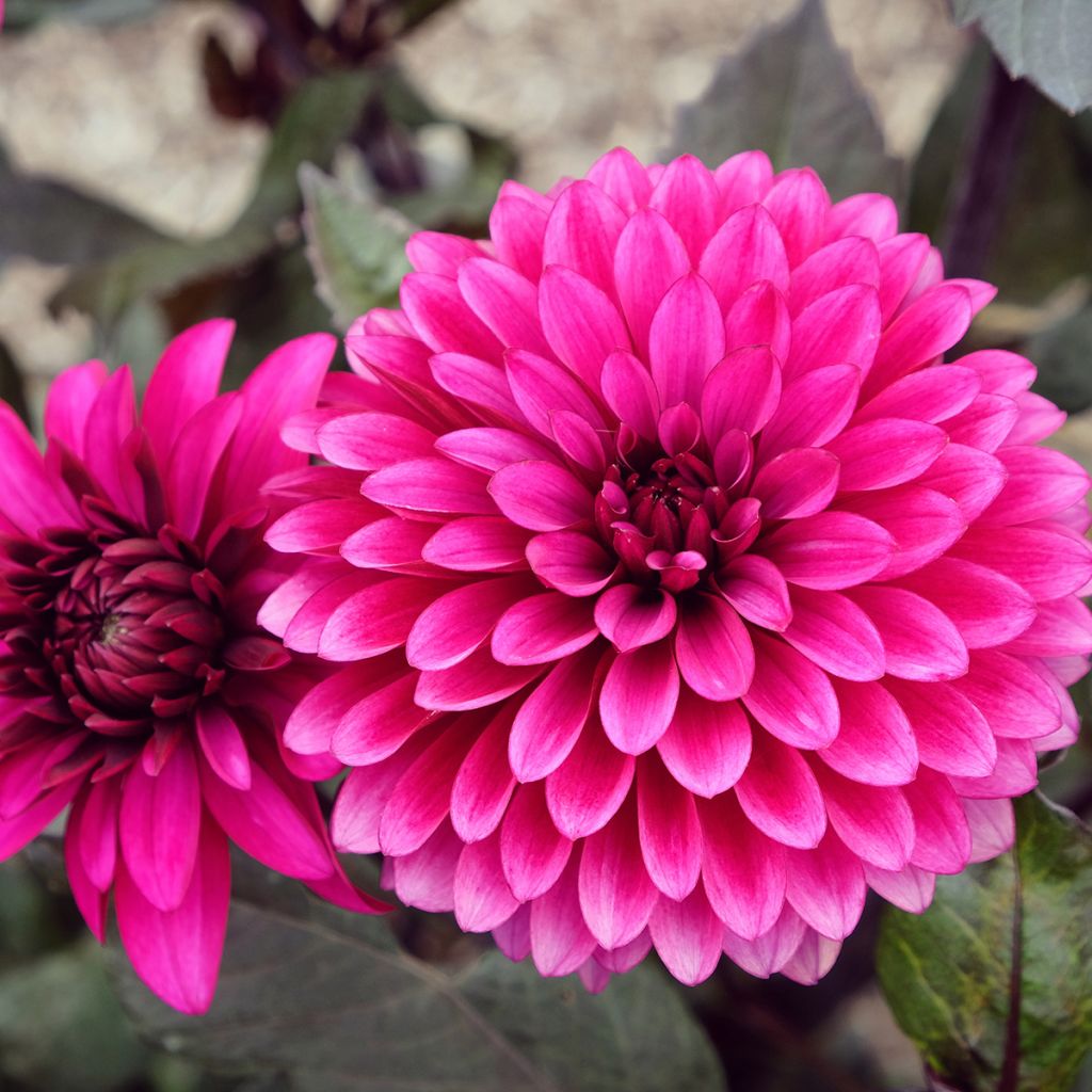 Dahlia Purple Flame