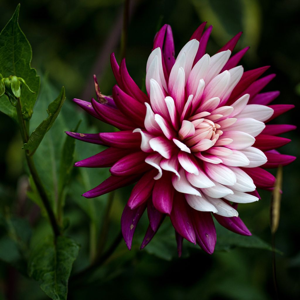 Dahlia Rebecca's World