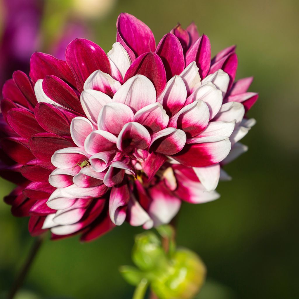 Dahlia Rebecca's World