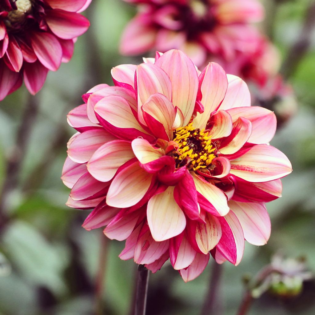 Dahlia Seniors Hope