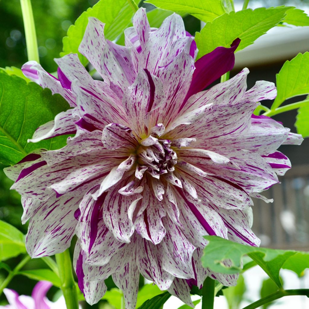 Dahlia Taiheiyo