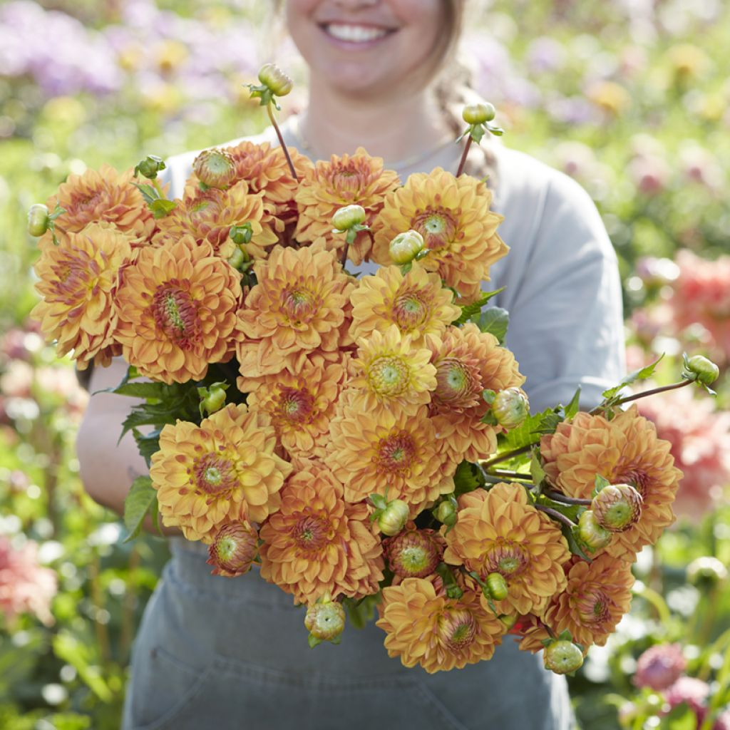 Dahlia Caramel