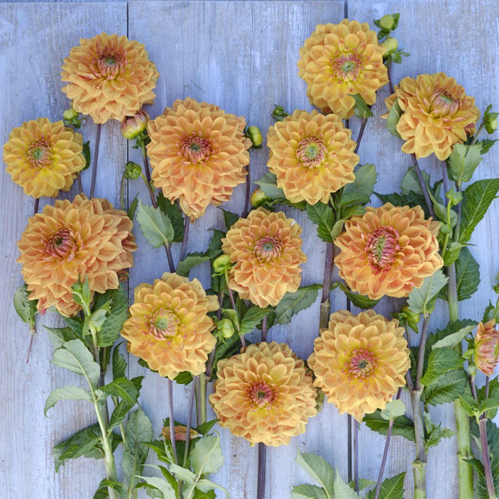Dahlia Caramel