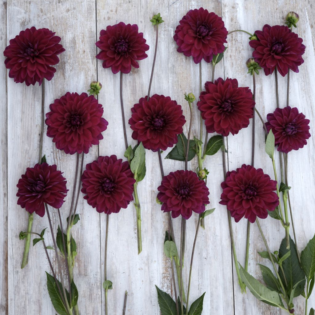Dahlia Mister Blue