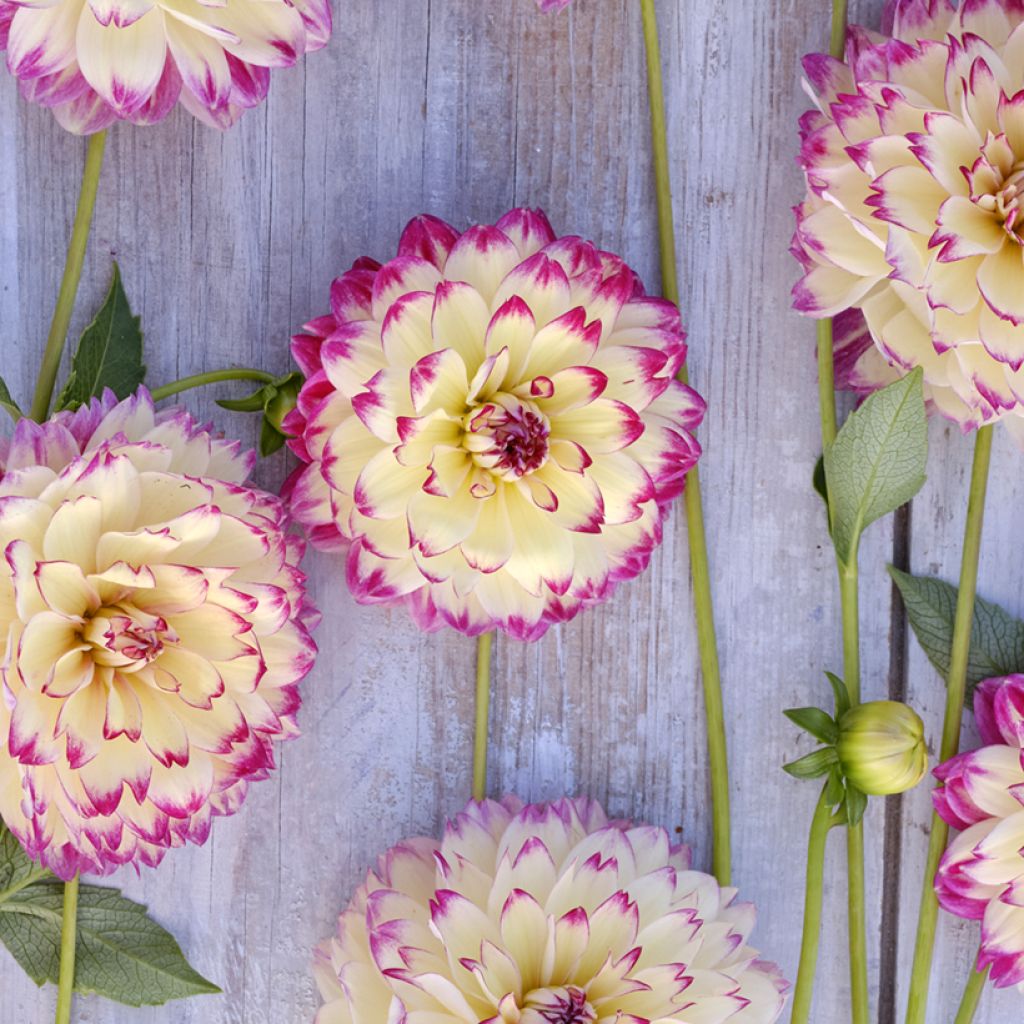 Dahlia Aphrodite