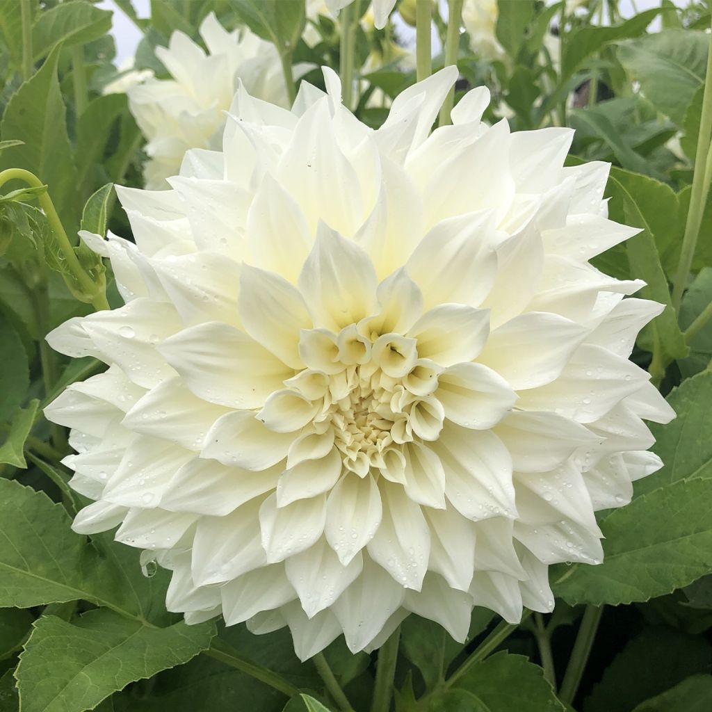 Dahlia Café au Lait Supreme