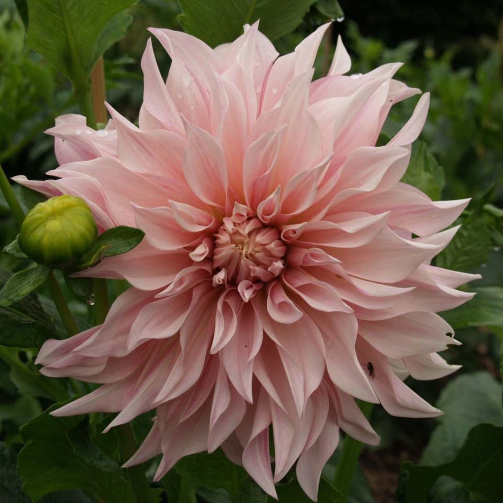 Dahlia Café au Lait Rosé