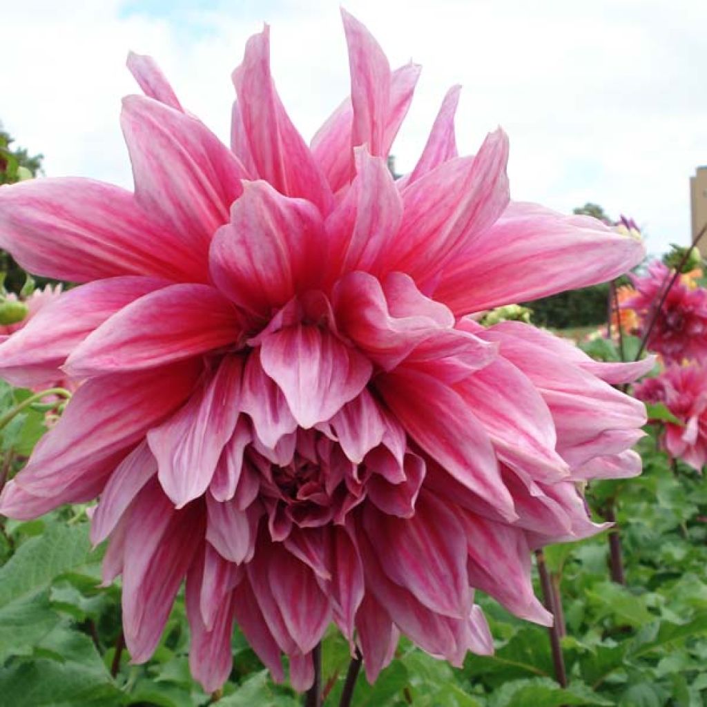 Dahlia Emory Paul