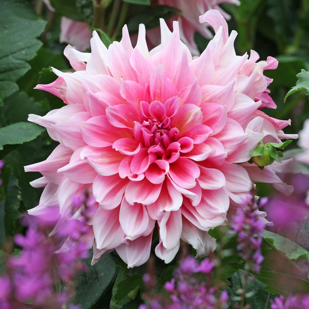 Dahlia Otto's Thrill