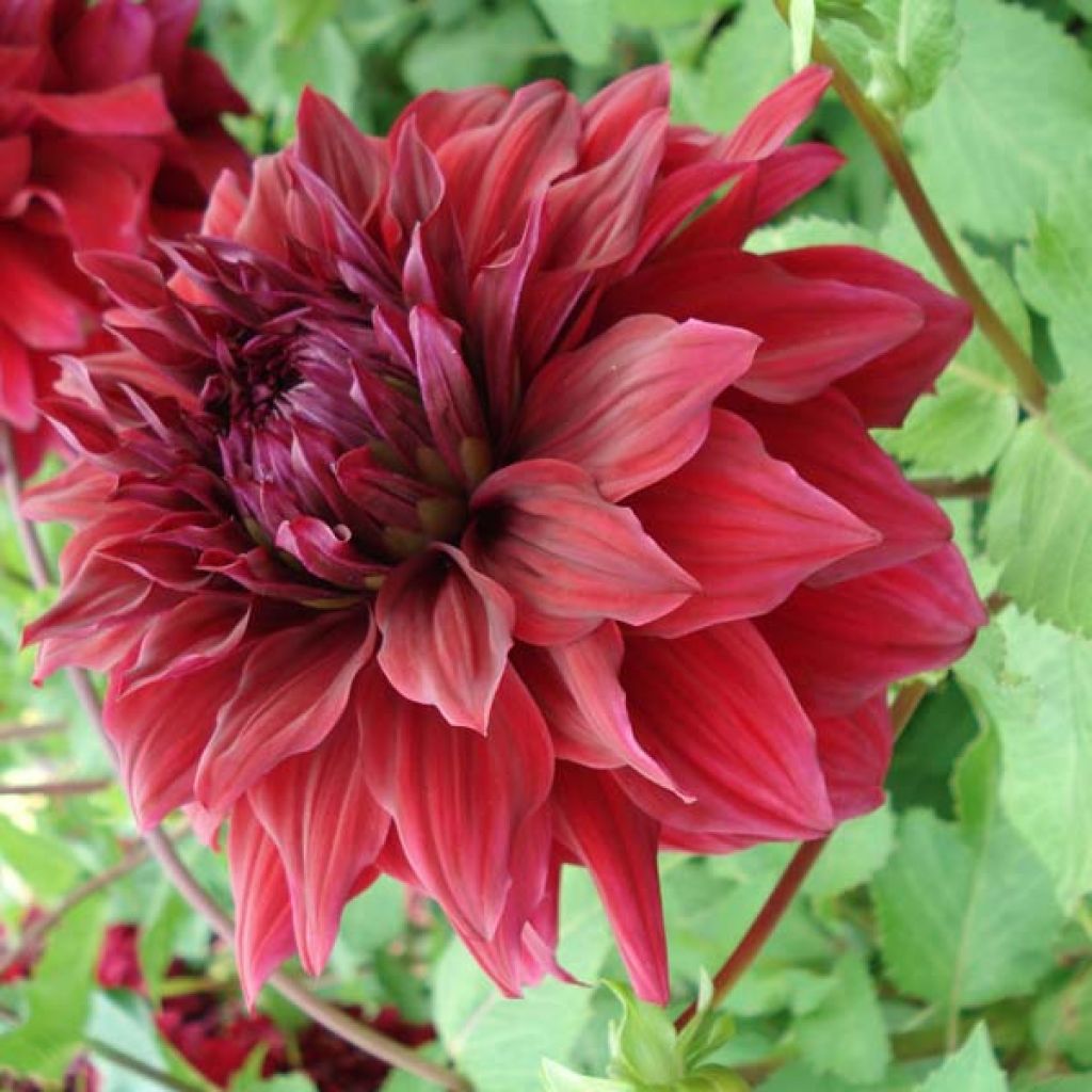 Dahlia Spartacus