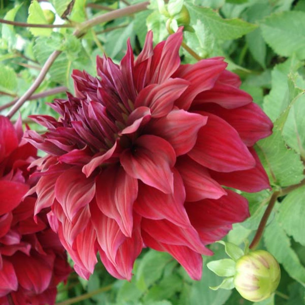 Dahlia Spartacus
