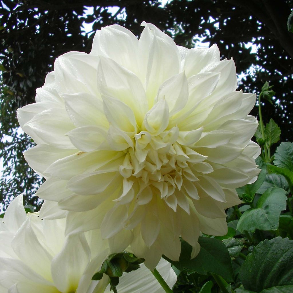 Dahlia Fleurel