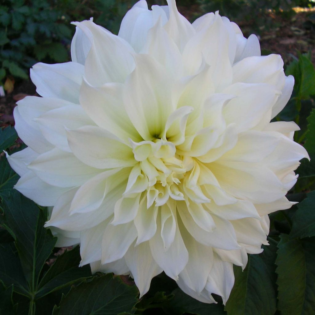Dahlia Fleurel