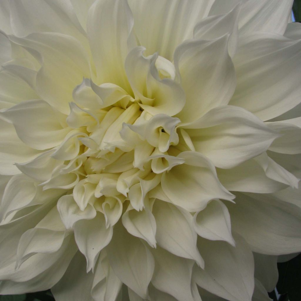 Dahlia Fleurel