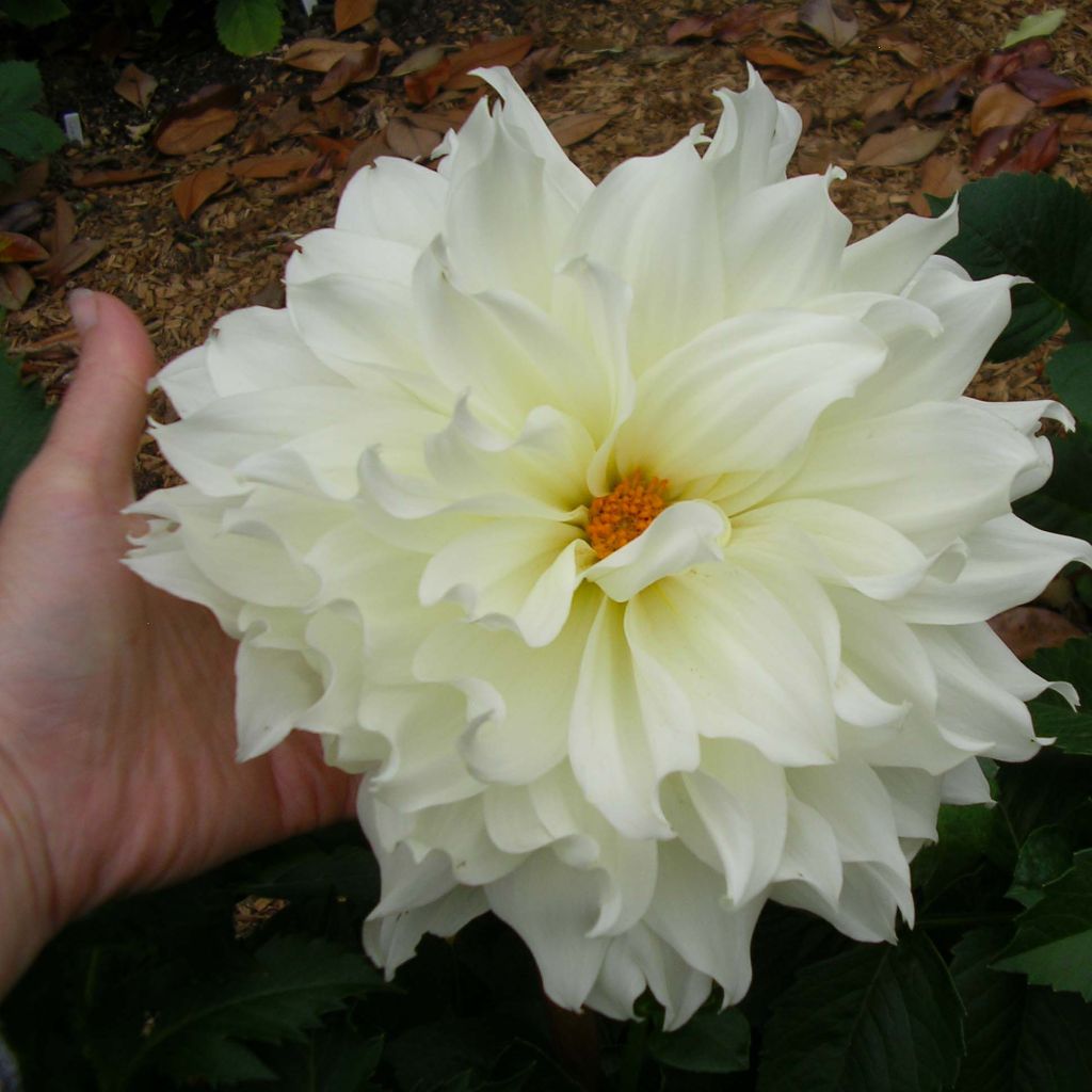 Dahlia Fleurel