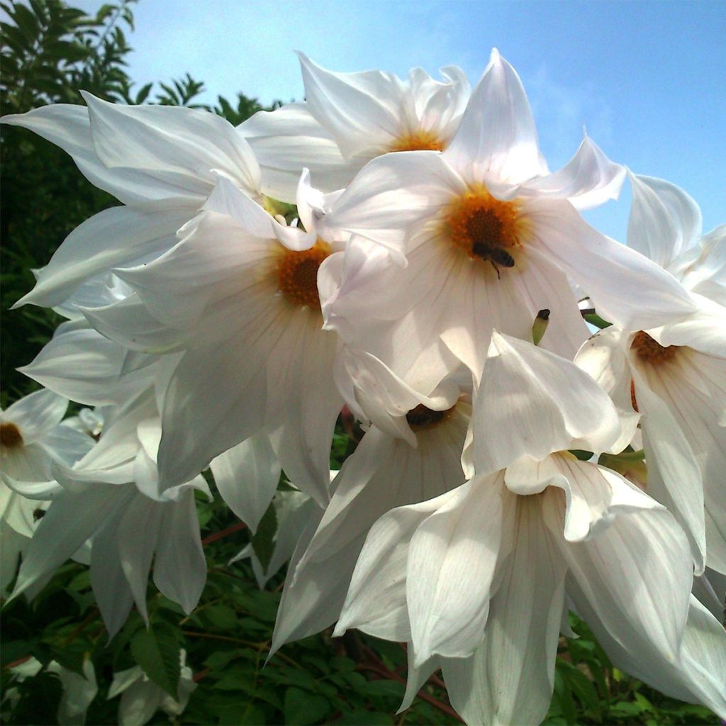 Dahlia imperialis White - Giant Dahlia