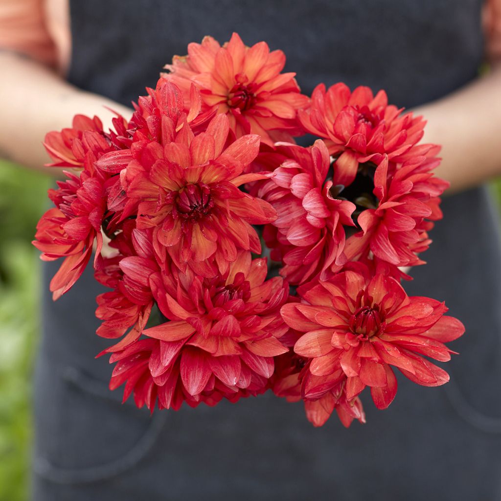 Dahlia  Parc Floral de Paris