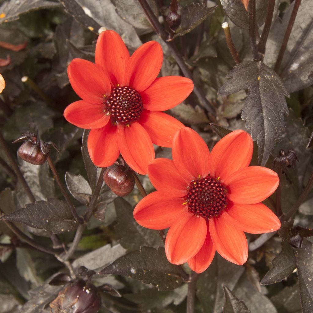 Dahlia Dark Angels Pulp Fiction