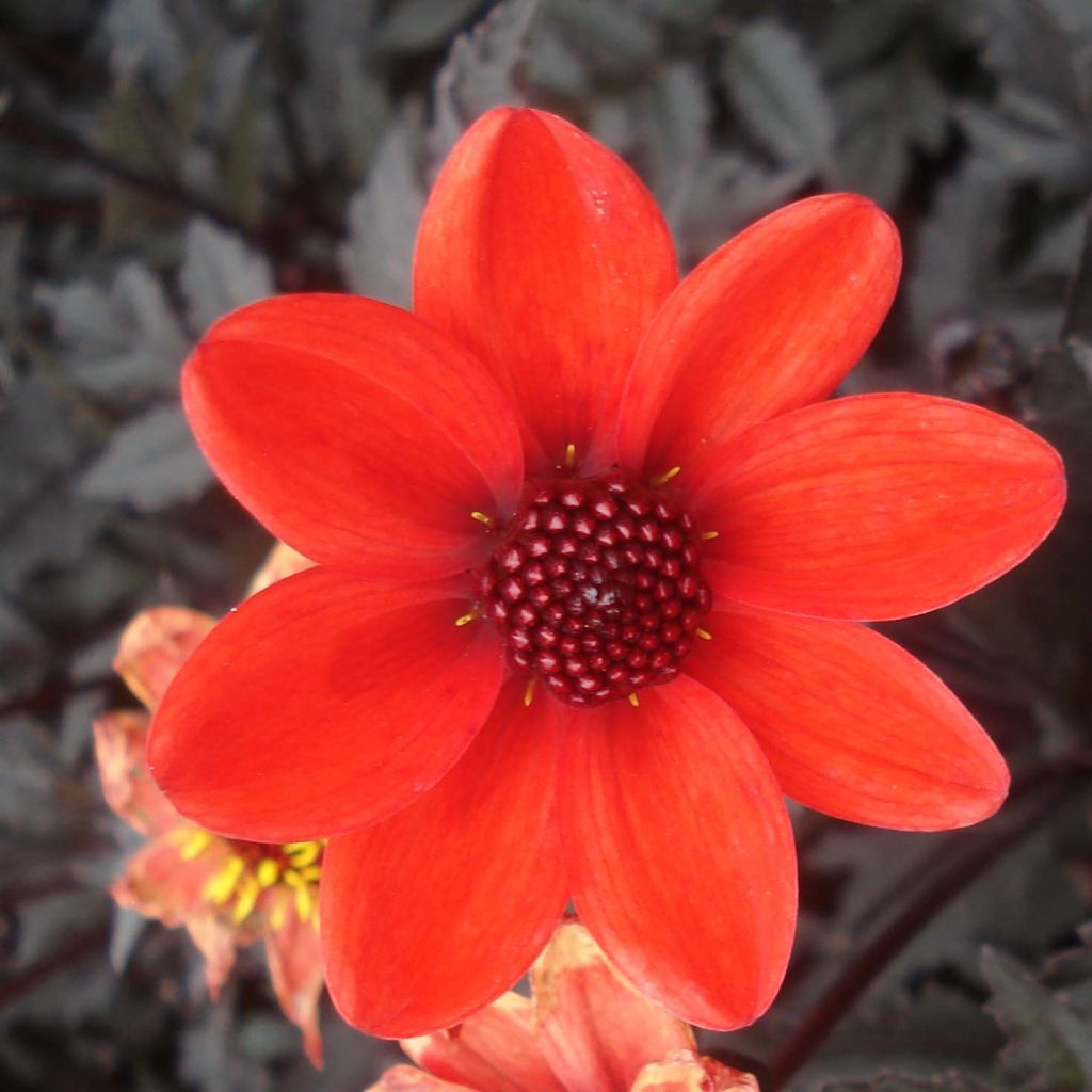 Dahlia Dark Angels Pulp Fiction