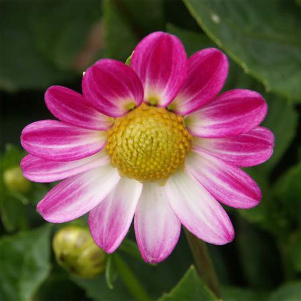 Dahlia Topmix Sweetheart