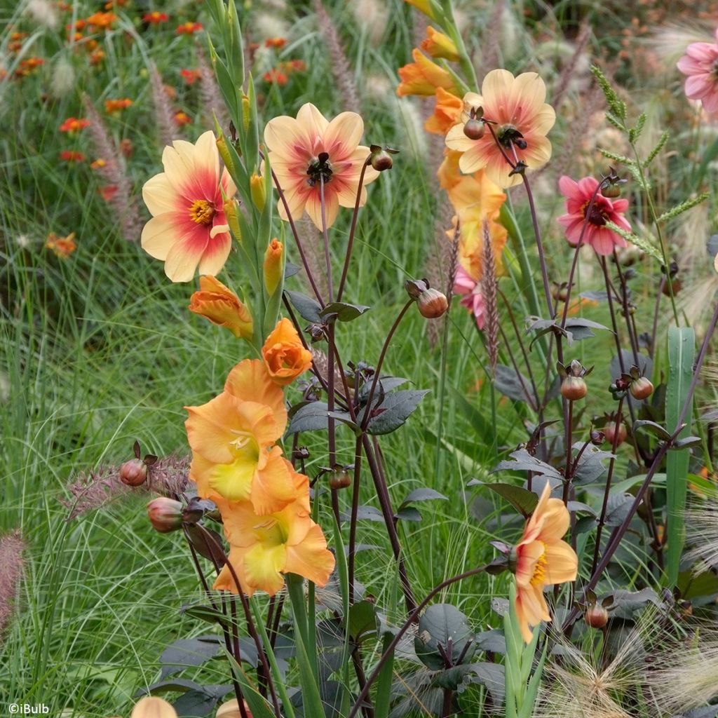 Gladiolus grandiflorus Sunglow - Sword Lily