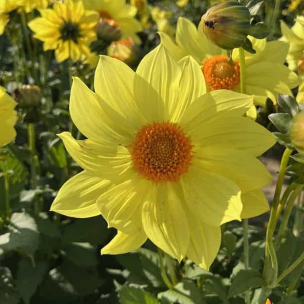 Dahlia Tournesol - Single flowered Dahlia 