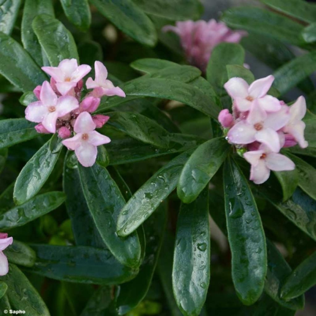 Daphne x bholua Spring Beauty