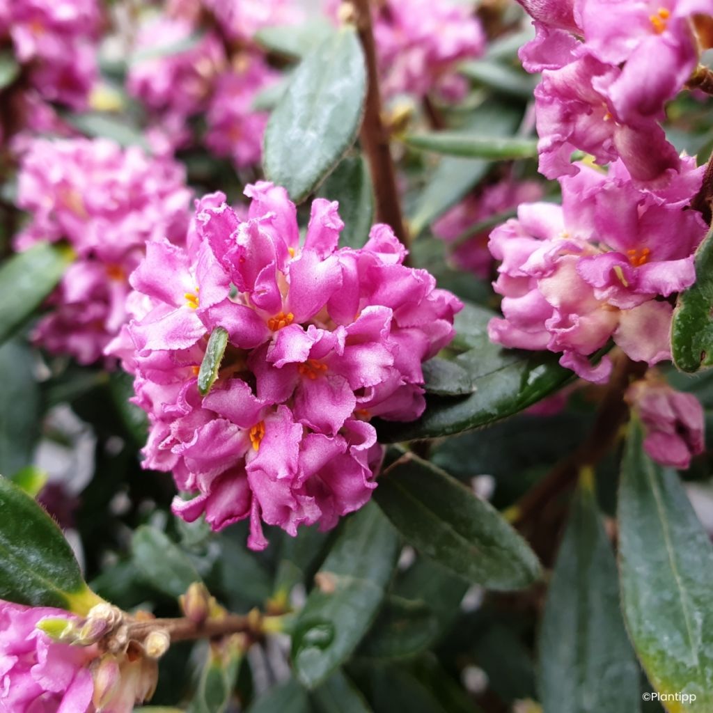 Daphne Sweetheart