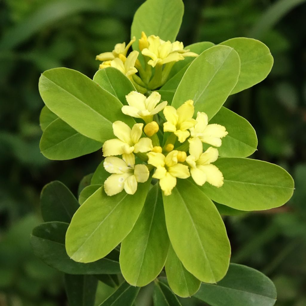 Daphne gemmata Royal Crown