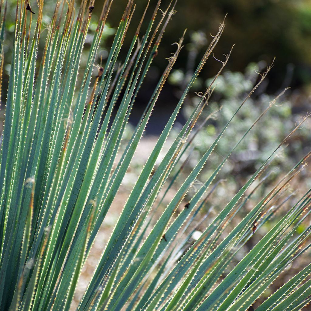 Dasylirion wheeleri - Sotol