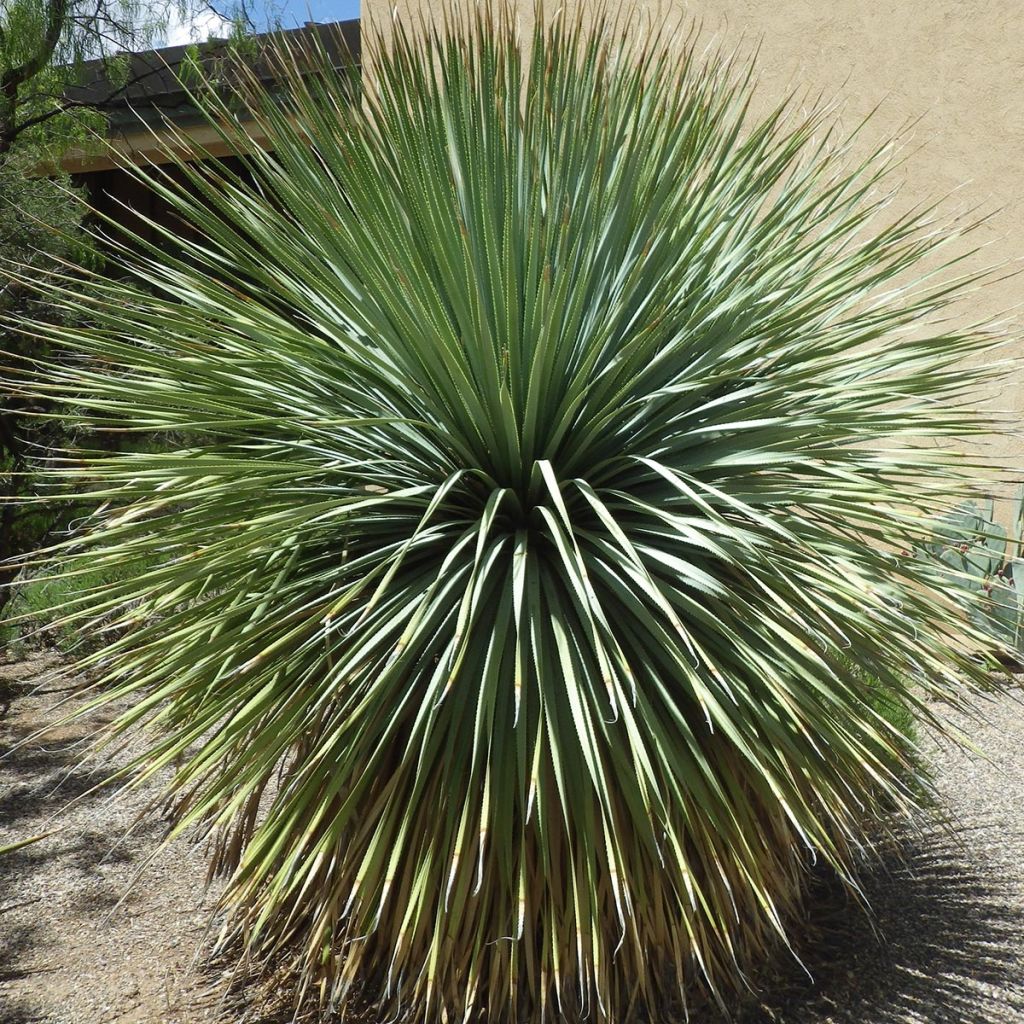 Dasylirion wheeleri - Sotol