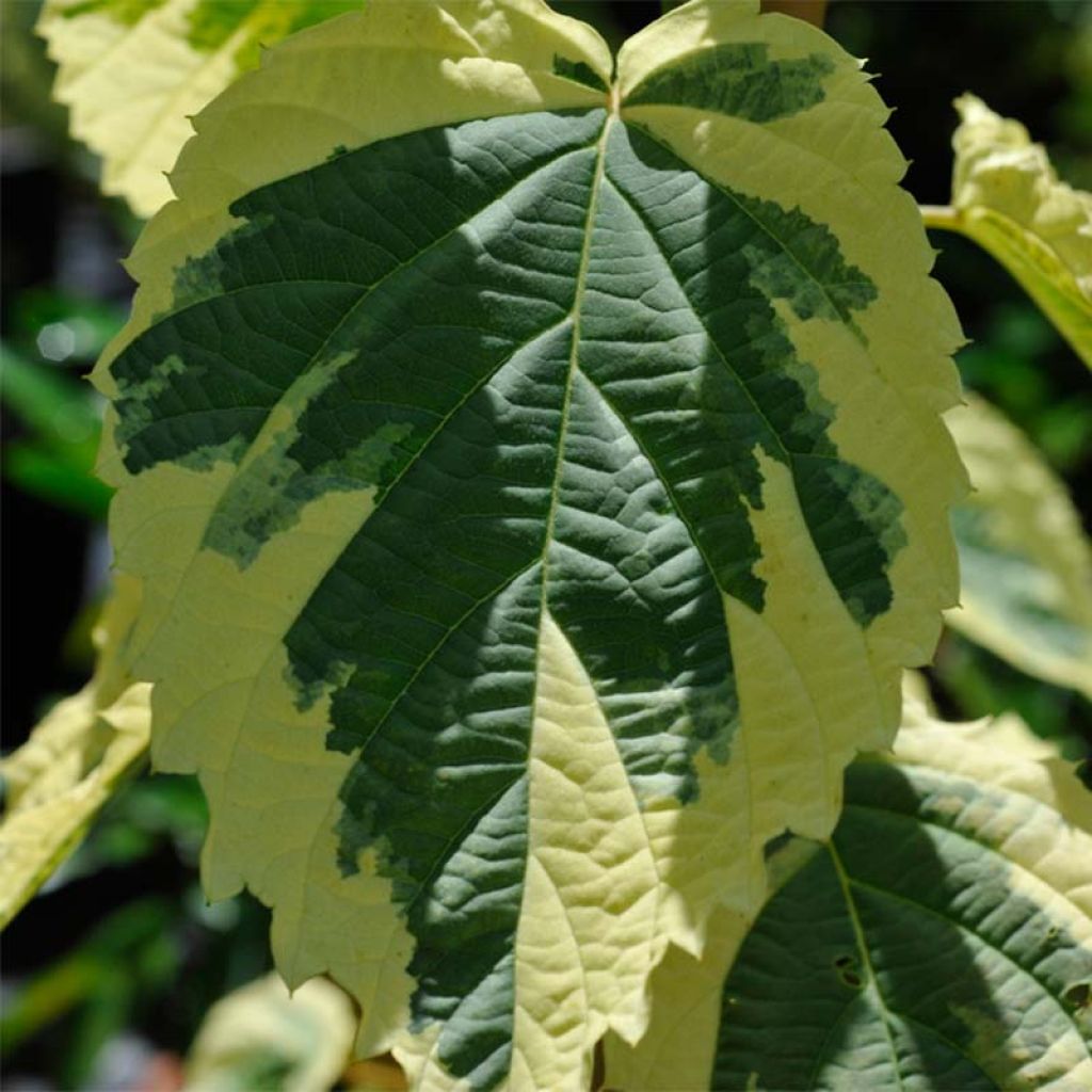 Davidia involucrata Lady Sunshine - Dove Tree