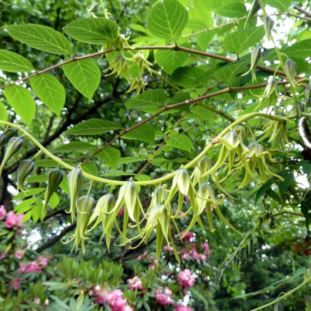 Decaisnea fargesii - Blue sausage fruit