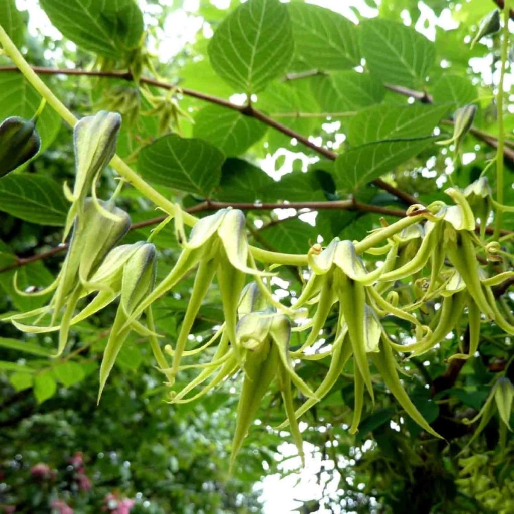 Decaisnea fargesii - Blue sausage fruit