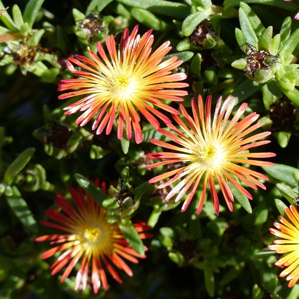 Delosperma Wheels of Wonder Fire - Ice Plant