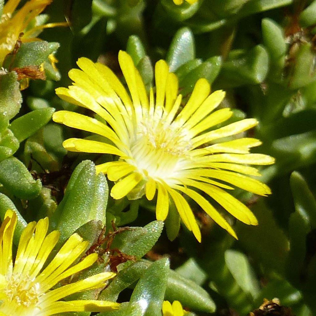 Delosperma Wheels of Wonder Golden - Ice Plant