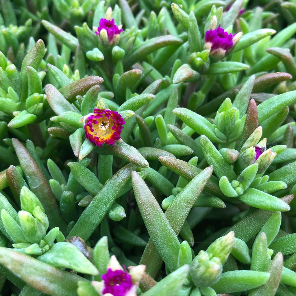 Delosperma Wheels of Wonder Hot Pink - Ice Plant