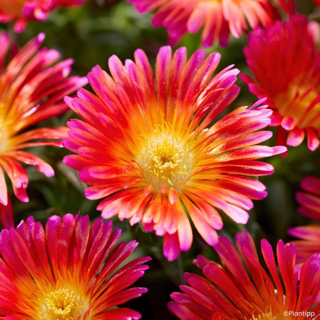 Delosperma nubigenum Ocean Sunset® Orange Glow 