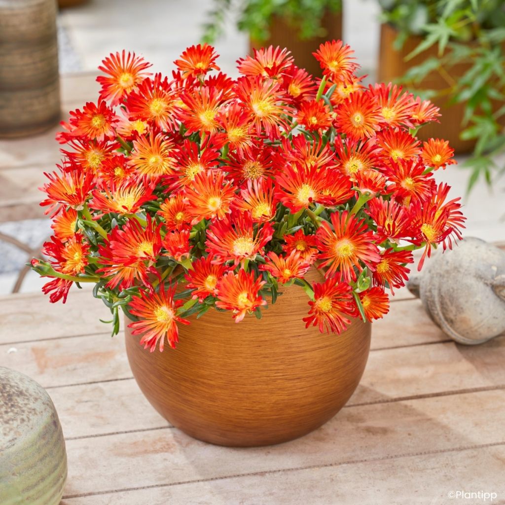 Delosperma Sunset® Orange Vibe -Ice plant