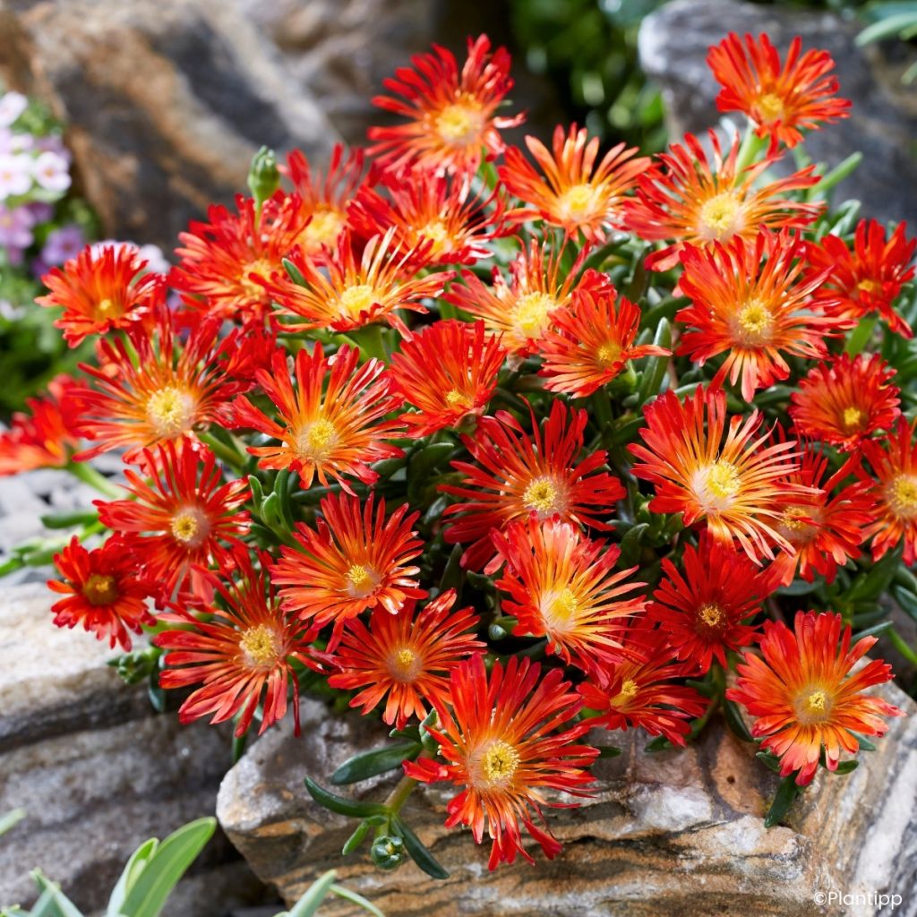 Delosperma Sunset® Orange Vibe -Ice plant